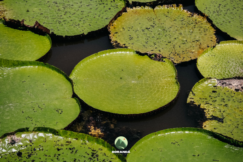 Amazônia (8)