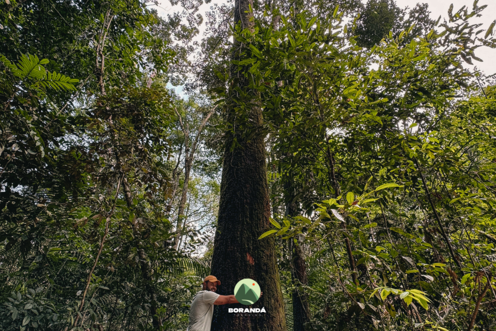 Amazônia (9)